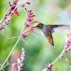 12 Fascinating Facts About Hummingbird Moths